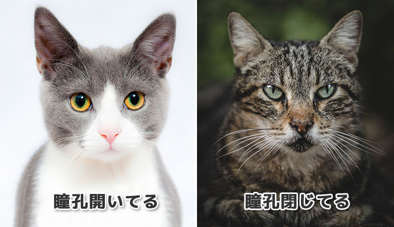 猫の瞳孔比較